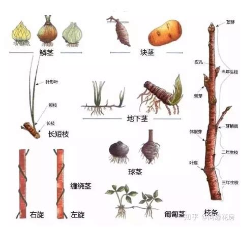 莖類植物 丑 方位